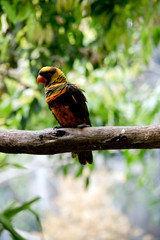 dusky lory
