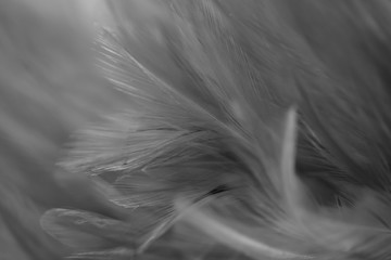 Obraz premium Blur Bird chickens feather texture for background, Fantasy, Abstract, soft color of art design.