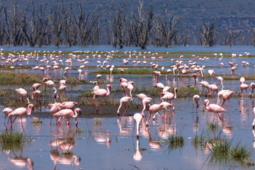 Fototapeta premium Lake Nakuru Nationalpark: Flamingos