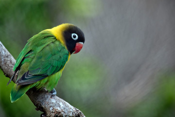 masked lovebirds