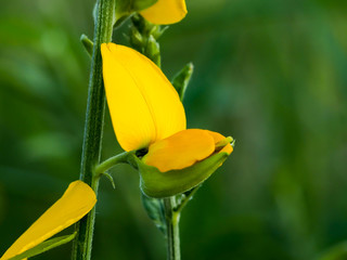 close up shot Crotalaria juncea.