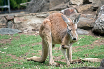a male red kangaroo