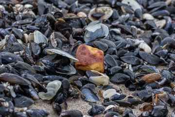 Bernstein an der ostsee