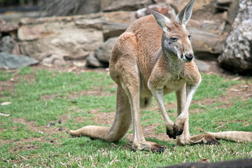Naklejka na ściany i meble a male red kangaroo