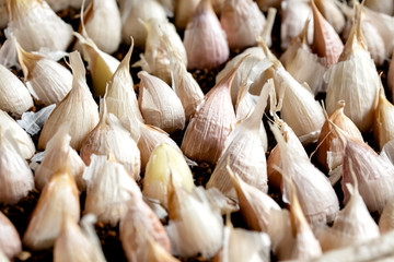 沢山並んだニンニク