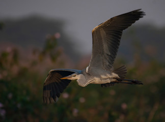 Grey heron Flying 