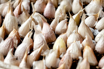 沢山のニンニク