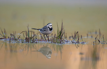 The White wagtail