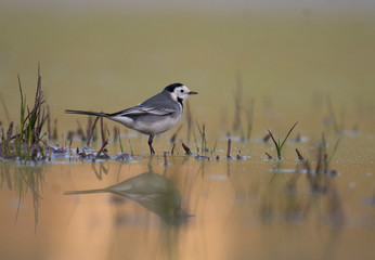 The White wagtail