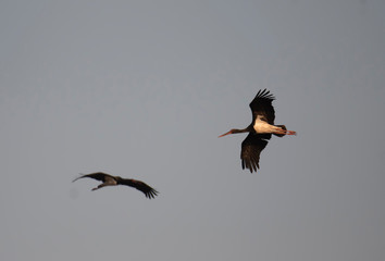 Black stork