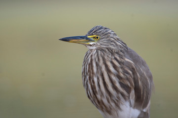 Indian Pond heron