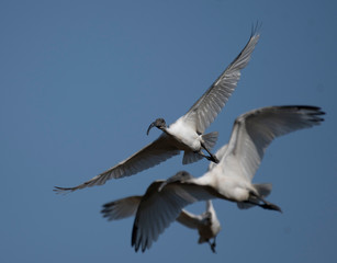 Fototapeta na wymiar Flock of Black-headed ibis (Threskiornis melanocephalus)