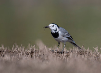 The White wagtail with food
