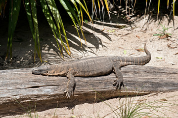 rosenberg's monitor lizard