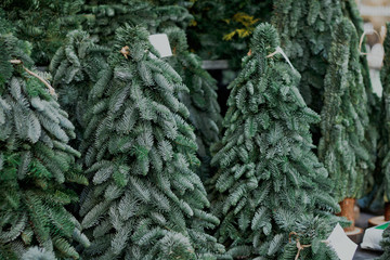 Small size spruces on a showcase staying for sale in a European market in November.