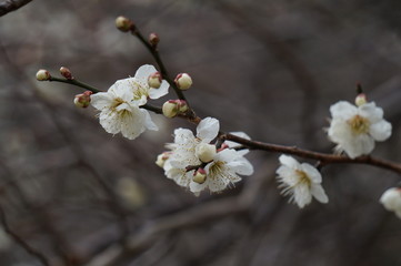 梅の花