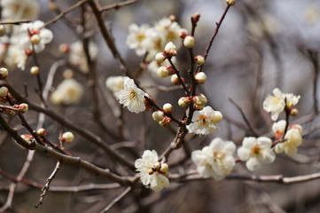 梅の花