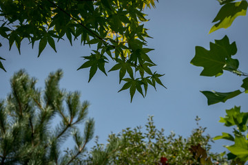 Dark green leaves of maple Acer Palmatum against the blue sky, and other blur green plants on background. Place for your text.