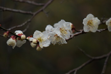 梅の花