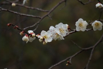 Obraz premium 梅の花