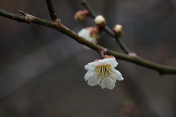 梅の花
