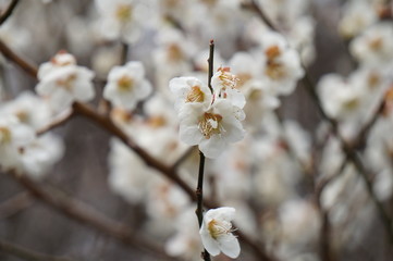 梅の花