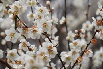 梅の花