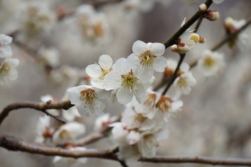 梅の花