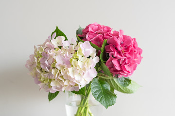 Close up of pink and white hydrangeas in glass vase against neutral wall background (selective focus)