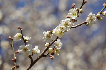 梅の花