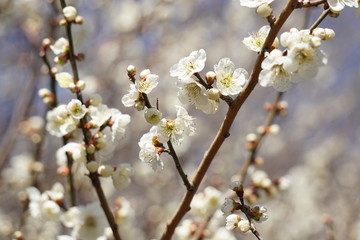 梅の花