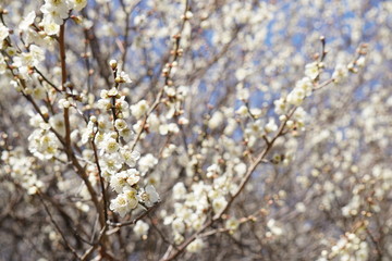 Obraz premium 梅の花