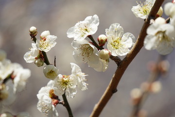 梅の花