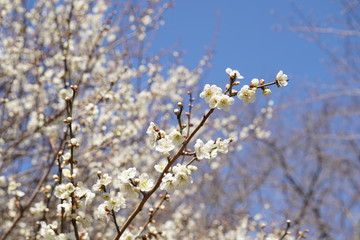 梅の花