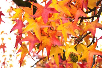Herbstliche Impressionen in Südtirol