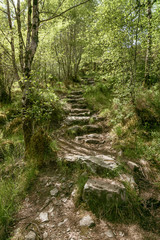 Stony Path through woods