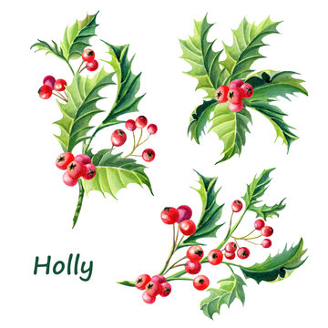 Watercolor Christmas set with a sprig of Holly and berries. Illustration for the New year