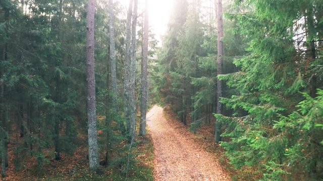 Autumn Forest Road, Smooth Aerial Motion