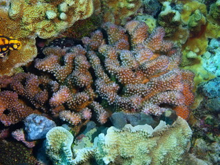 Stone coral
