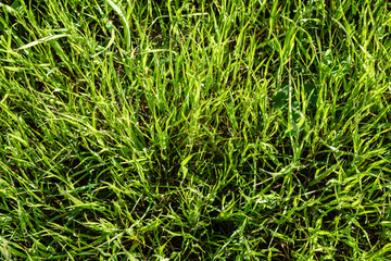 Cenital full frame of long green grass