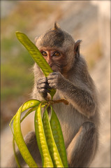 Feeding monkey.