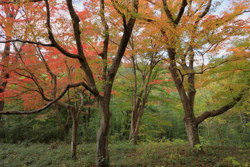 日本 秋の武蔵嵐山渓谷