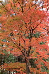 日本 秋の武蔵嵐山渓谷
