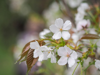 white flowers of a tree