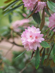 pink flower in garden