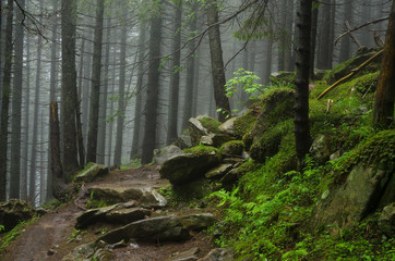 Mountain path among the trees. Carpathian mountain road. Beautiful mountain landscape. Travel mountain Carpathians.