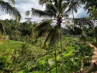 Fototapeta na wymiar Cascades of Tegalalang rice terraces, sunny day and green jungles in Ubud, Bali. October 2018
