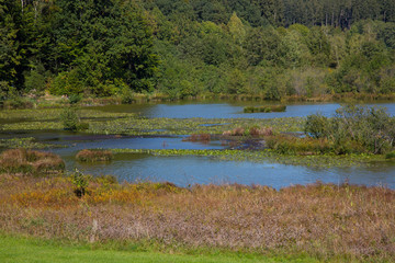 Kleiner See mit Schilf im Herbst, Bayern, Deutschland, Europa