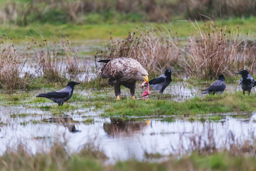 sea eagle (Haliaeetus albicilla) hunting hooded crows