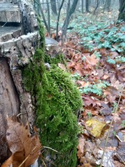 moss in  stump